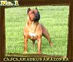 SPECIAL page - TOP amstaff of Czech Republic