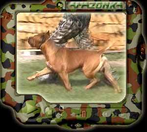 Download * NO.1 amstaff 2002