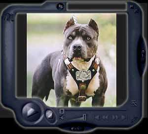 Download * "Pit bull problem"