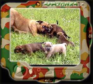 Download * First AMAZONKA puppies