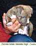 Cheyenne Indians Amazonka Angel 5weeks.jpg
18,17 KB 
270 x 337 
18.1.2002
