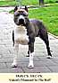 Multi Ch. AKC Ch. Yukon's Diamond In The Ruff.jpg
32,03 KB 
309 x 431 
18.1.2002
