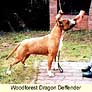 Woodforest Dragon Deffender